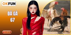 Đá Gà 67 - Đấu Trường Quy Tụ Nhiều Danh Kê Xuất Chúng