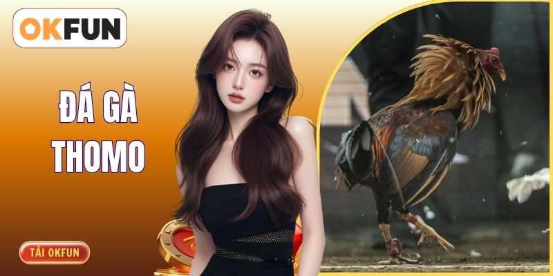 Đá Gà Thomo - Nơi Diễn Ra Những Màn Trình Diễn Đỉnh Cao